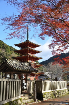 奈良県長谷寺の紅葉