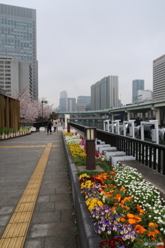 淀屋橋の桜１