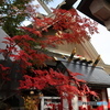 富士山五合目の紅葉