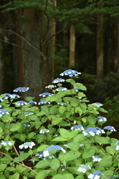 和歌山県高野山の紫陽花