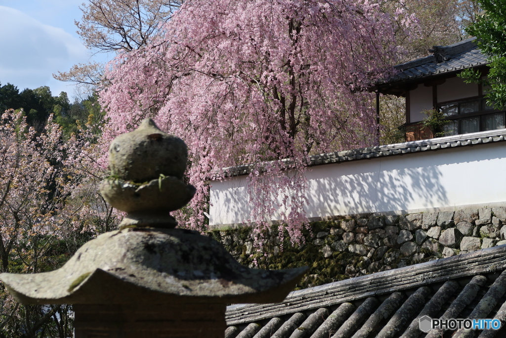 奈良県長谷寺の桜③