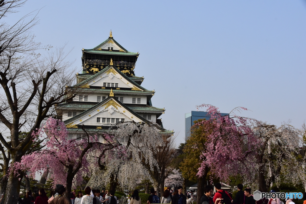 大坂城の桜