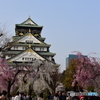 大坂城の桜