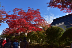 高野山大伽藍の紅葉