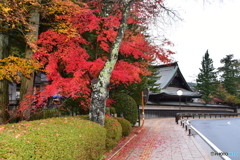 和歌山県高野山の紅葉③