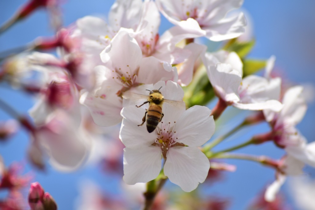 桜も今週までかな