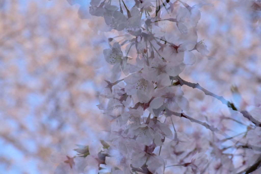 しだれ桜