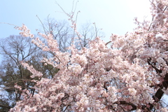 京都御所の桜 part1