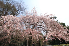 京都御所の桜 part2