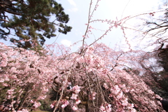 京都御所の桜 part4