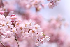 京都御所の桜 part5
