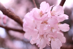夙川に咲いていた一本の桜！