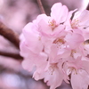 夙川に咲いていた一本の桜！
