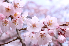 京都御所の桜 part6