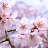 京都御所の桜 part6