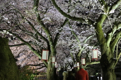 夜桜part2