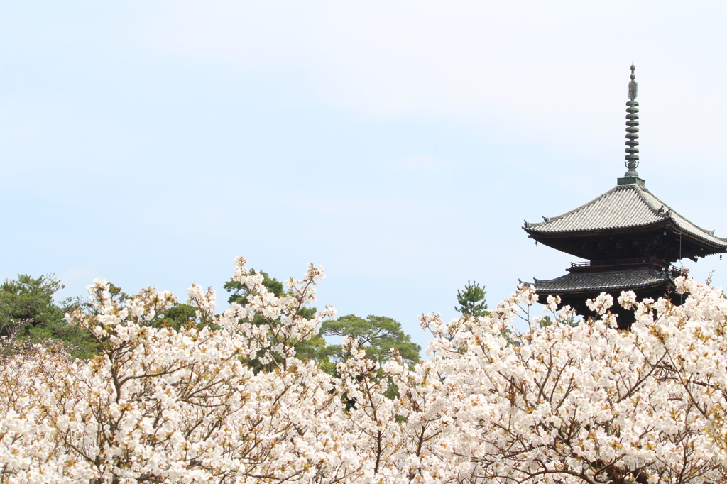 桜の上からこんにちわ