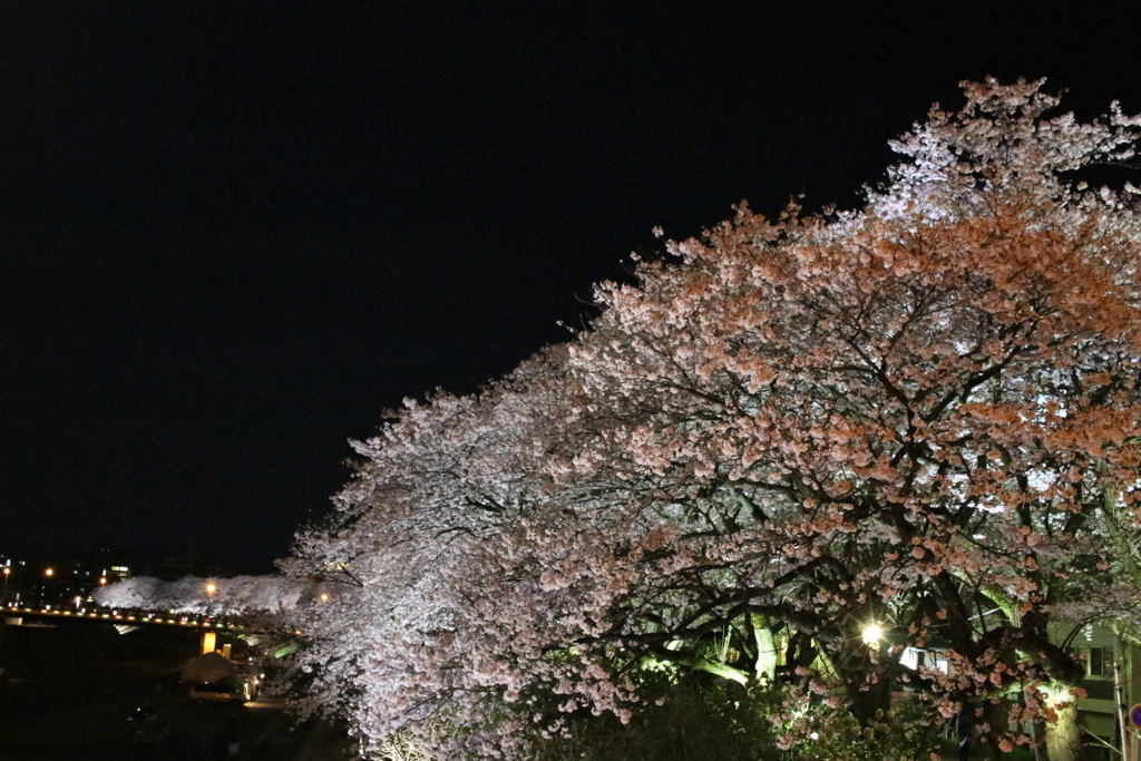 夜桜part1