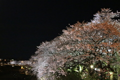 夜桜part1