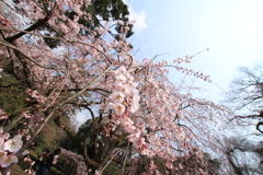 京都御所の桜 part3
