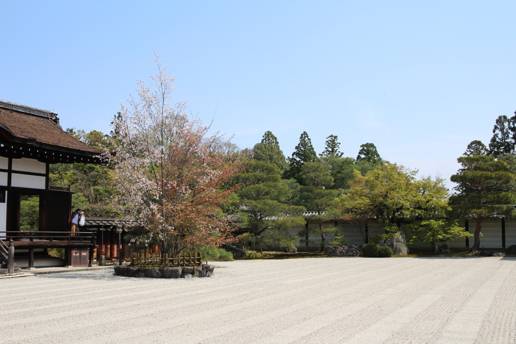 仁和寺の庭園！