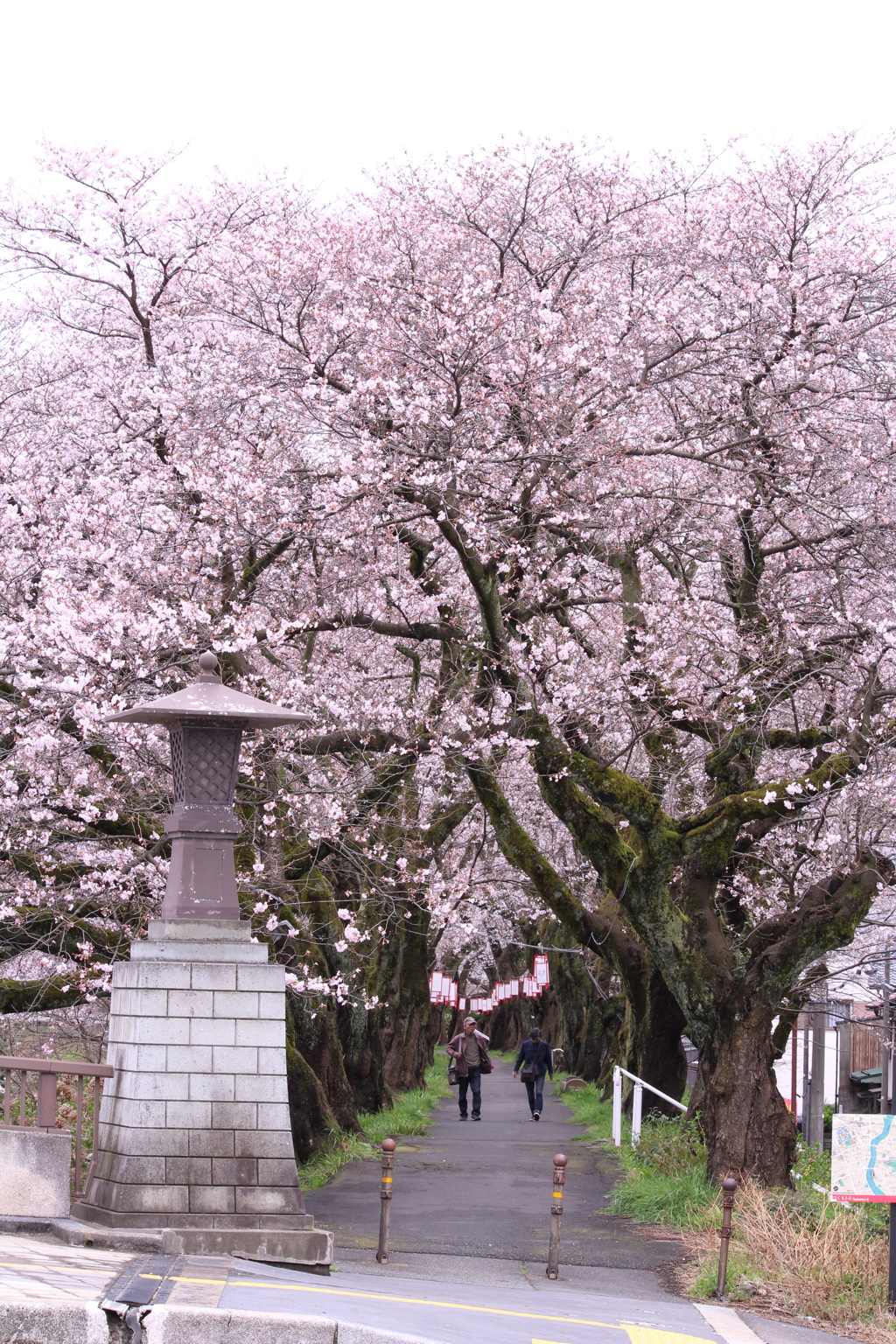 桜の通り道