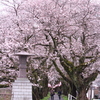 桜の通り道