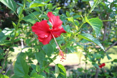 バリ島のきれいな花