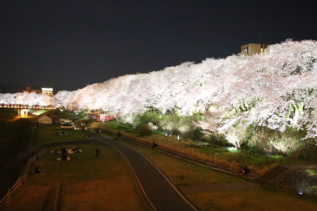 夜桜の道
