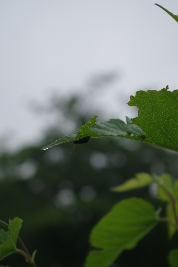 雨宿り