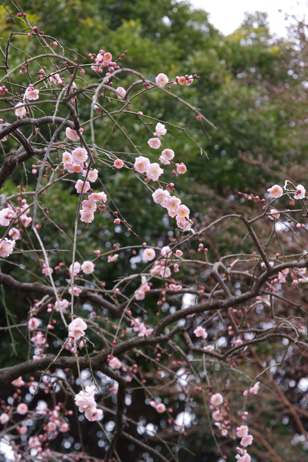 春の足音　紅梅