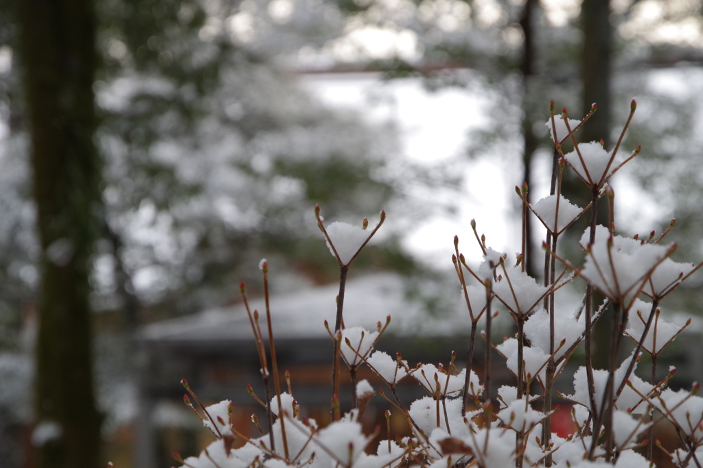 雪の花