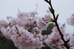 雨上がりの桜