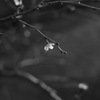 monochrome world