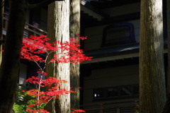 紅
