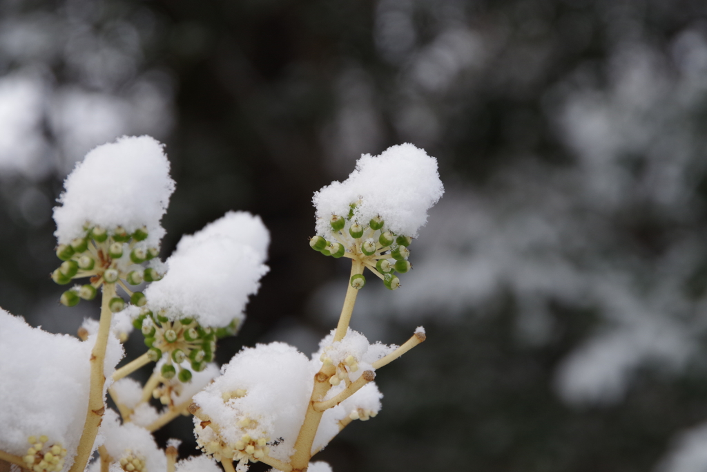 雪帽子