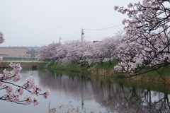 雨上がりの春