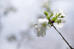 春の日差しの中で