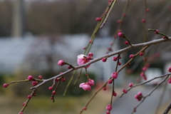 春の足音　紅梅