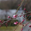 春の足音　紅梅