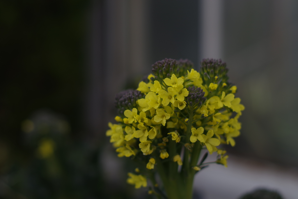 ブロッコリーの花