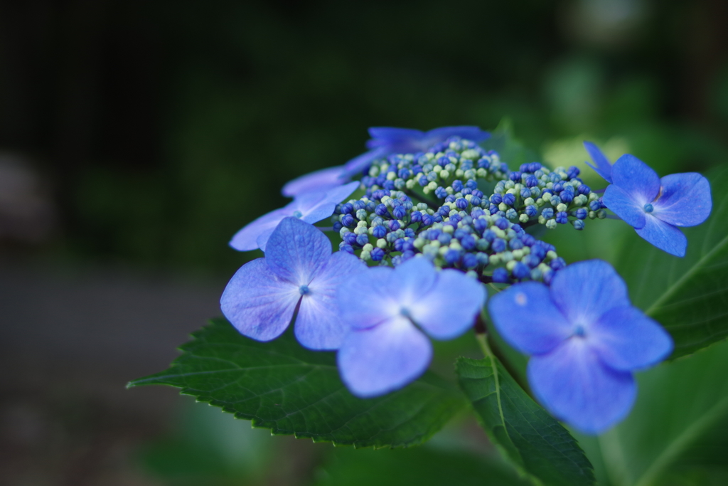 紫陽花ブルー