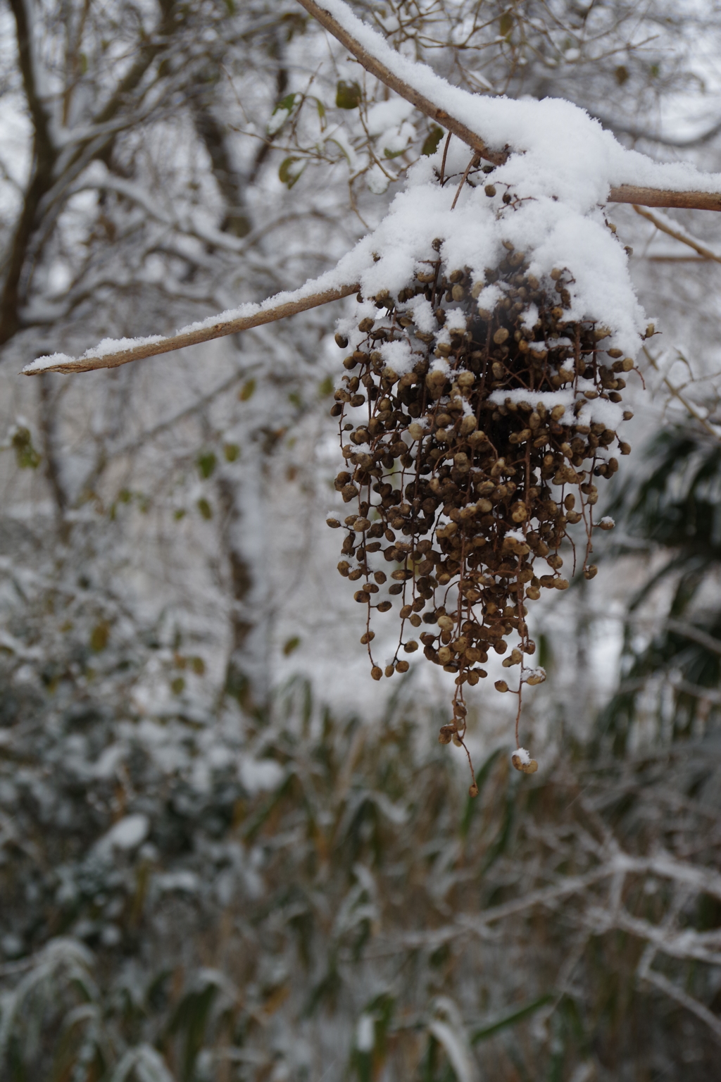 雪化粧