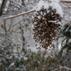 雪化粧