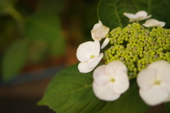 紫陽花　白