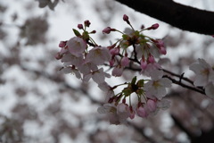 雨上がりの桜