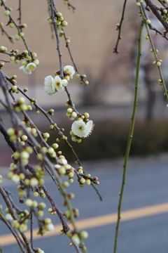 春の足音　蝋梅