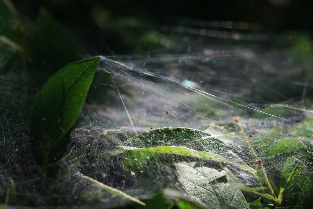 spiderweb