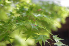 新緑の紅葉