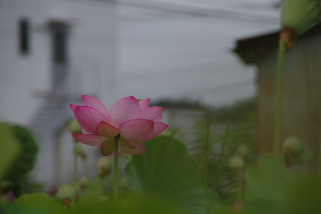 曇天に咲く